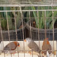 فروش