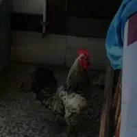 خروس، محلی
