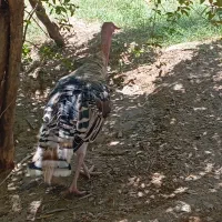 مرغ