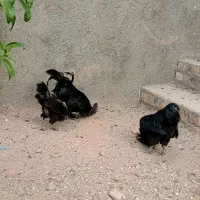 ۳ عددمرغ خروس نژاد ایام سمانی اصل گوشت استخون سیاه