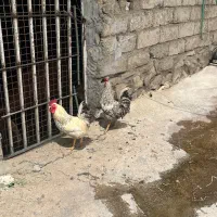 خروس محلی معاوضه با مرغ جوجه دار