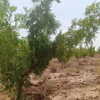 زمین کشاورزی دشت بجد