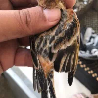 سهره گلبسر جوجه قواره دار