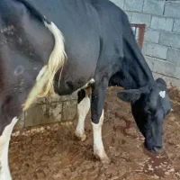 گاو آبستن
