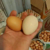 تخم مرغ محلی