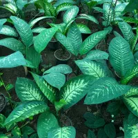 فروش انواع گل و گیاه عمده مستقیم از گیلان