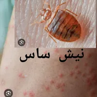 سمپاشی ساس سم پاشی سوسک تمام نقاط گارانتی شرکت اصل