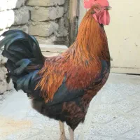 دو عدد خروس بزرگ