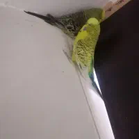 جفت مرغ عشق انگلیسی