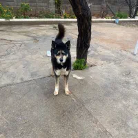 سگ دورگه هاسکی دوبرمن مناسب نگهداری در باغ