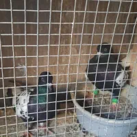 ابلغ افغانی نرو ماده
