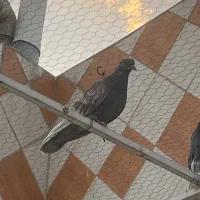 کبوتر قرمز مجانی