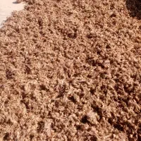 فروش پیاز زعفران