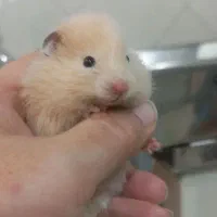 همستر فیس روس هلویی