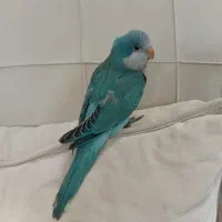 جوجه راهب آبی نرمه خور و سرلاکی نر و ماده