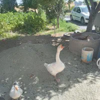 قوغاز لیندا
