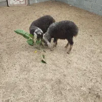 2 راس بره دوقلو افشار