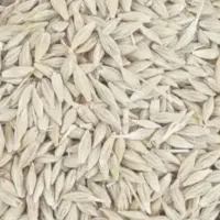 جو محلی درشت کیسه شده