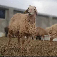 گوسفند زنده جهت تمامی مراسمات شما  با قصاب