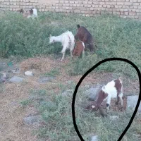 بز دورگه سه قلوزا