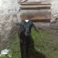 بره نر قره قزل توغلو