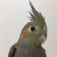 جوجه عروس هلندی