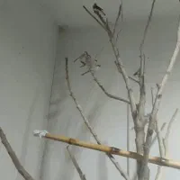 فنچ مصری شکلاتی مولد