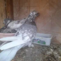 کفتر|پرنده|قنوات, |دیوار