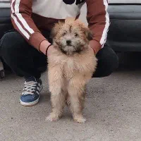 پاکوتاه ماده