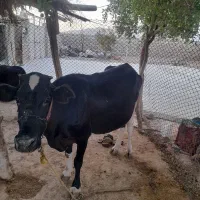گاو دوررگه برا کشت