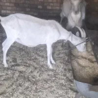 بز سانان