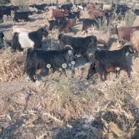 نیازمند چوپان با خانواده