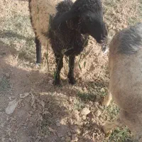 ۱۰عدد بره شیری مست خوراکی علفی