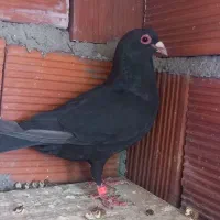 پرنده