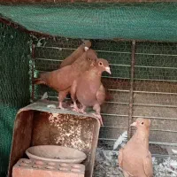 نر و ماده گلی