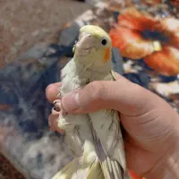 طوطی برزیلی کاملا دستی گاز نمیگیره