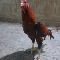 خروس لاری