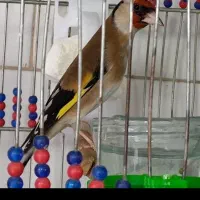 سهره کهنه ودوتا نیمه رام