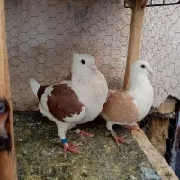 پشت گراف