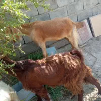 پنج راس گوسفند ۴عدد چپشت یک عدد گیسه