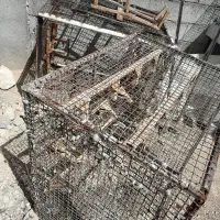 دوتا گنجه و قفس  میخ محکم