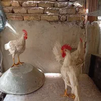 خروس