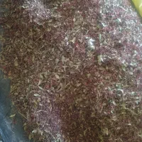 زرشک بادکش