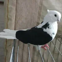 نوک قنار نوک جم