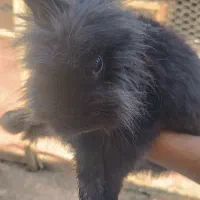 خرگوش