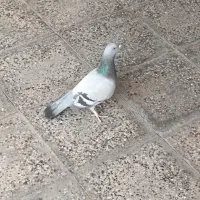پلاکی نر|پرنده|نجفآباد, جوزدان|دیوار