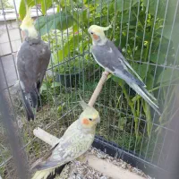 عروس هلندی مولد