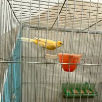 قناری رسمی ماده
