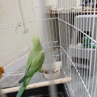 طوطی ملنگو ماده