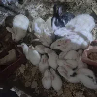 خرگوش|موش و خرگوش|زاهدان, |دیوار